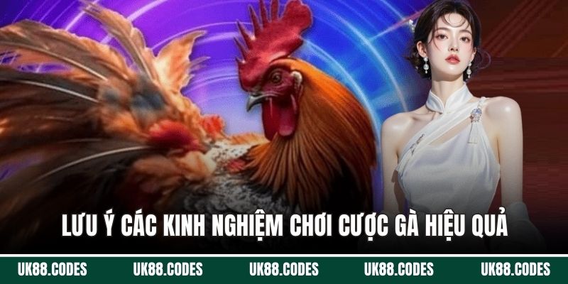 Lưu ý các kinh nghiệm chơi cược gà hiệu quả